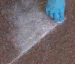 Jak czyścić dywany