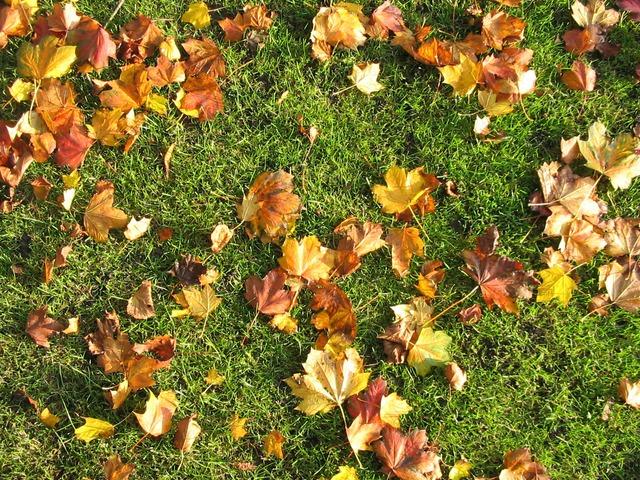 Jak pielęgnować trawnik jesienią