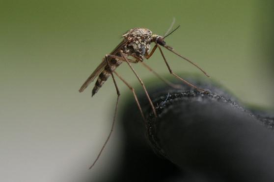 Jak złagodzić swędzenie po ugryzieniu komara