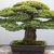 Drzewka bonsai - miniaturki