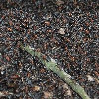 Jak pozbyć się mrówek z ogrodu