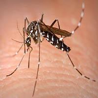 Jak pozbyć się komarów