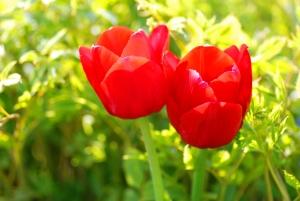 Jak pielęgnować tulipany
