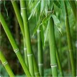 Jak uprawiać bambus w ogrodzie