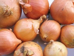 Jak uprawiać cebulę