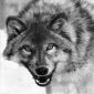 Woolf
