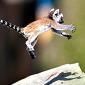 Awatar użytkownika LemuRR