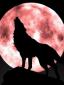 Awatar użytkownika Red_Wolf