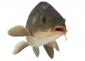 Awatar użytkownika karp1